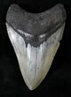 Serrated Megalodon Tooth - Venice, FL #19810-1